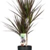 Dracaena Magenta im Topf Brüssel anthrazit