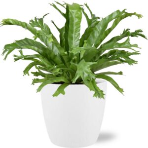 Asplenium Nidus Crissie im Topf Brüssel