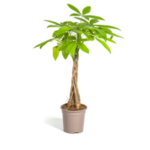 91f79937d0644774acbfb8572b43d640acaecf57ba994fbd86223ed06524d160.png Pachira Aquatica