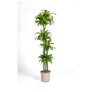 99feac506bf14ad49d97f6e586b5833f14bdd35497e747878c2419c116cae7ae.png Dracaena Deremensis Dorado