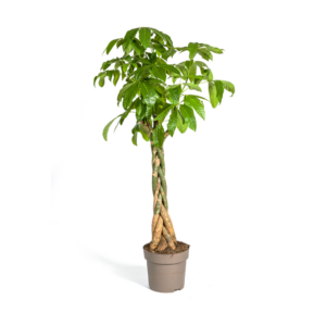 6acb8e7c53ea4a2991abea9699032c0dc3b4a52a04294238aadcd5219aea5581.png Pachira Aquatica