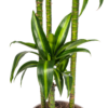 Dracaena Deremensis Hawaiianischer Sonnenschein