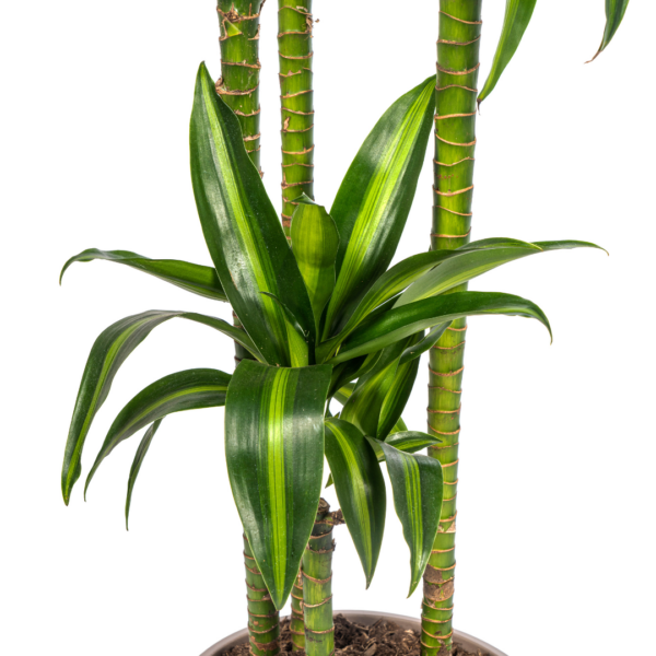 Dracaena Deremensis Hawaiianischer Sonnenschein