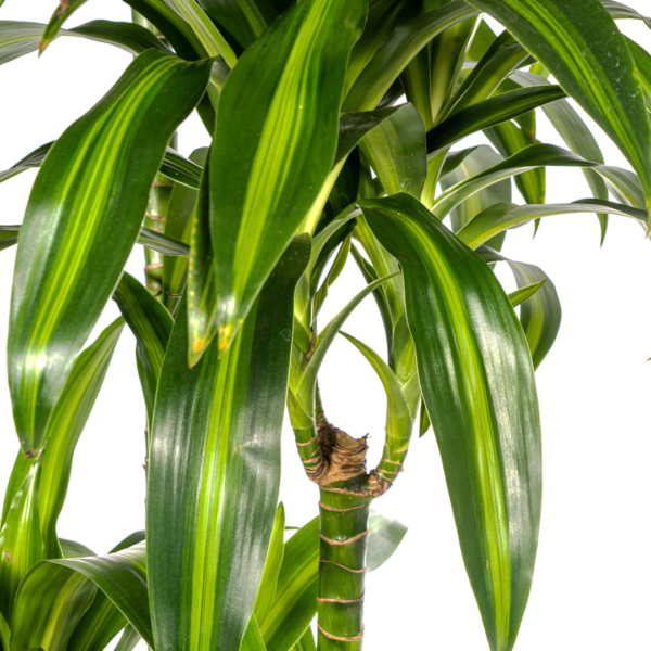 Dracaena Deremensis Hawaiianischer Sonnenschein