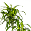 Dracaena Deremensis Hawaiianischer Sonnenschein