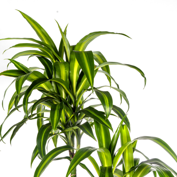 Dracaena Deremensis Hawaiianischer Sonnenschein