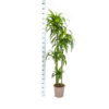 Dracaena Deremensis Hawaiianischer Sonnenschein