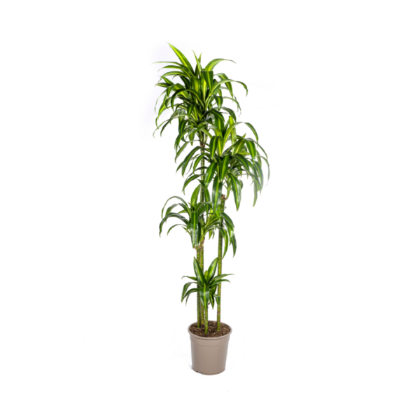 Dracaena Deremensis Hawaiianischer Sonnenschein