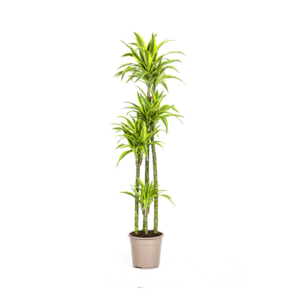 b414103c0fda4262b42bb7af022c6d6882400aae063542ff85cfec257be344fa.png Dracaena Deremensis Zitronenlimette