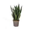 Sansevieria Trifasciata Futura Schwarz