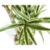 Dracaena Deremensis Weißer Streifen