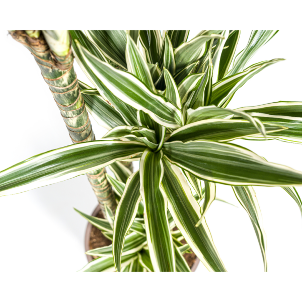 Dracaena Deremensis Weißer Streifen