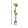 Dracaena Deremensis Weißer Streifen