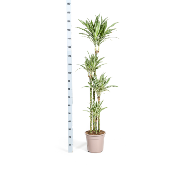 Dracaena Deremensis Weißer Streifen