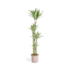 Dracaena Deremensis Weißer Streifen