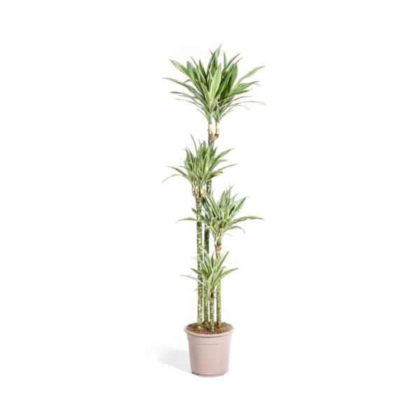 Dracaena Deremensis Weißer Streifen