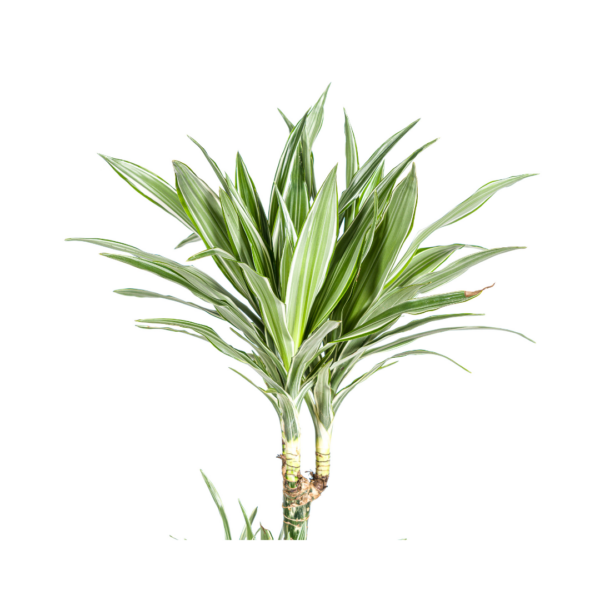 Dracaena Deremensis Weißer Streifen