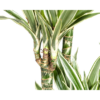 Dracaena Deremensis Weißer Streifen