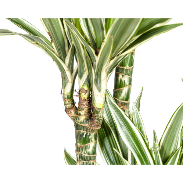 Dracaena Deremensis Weißer Streifen
