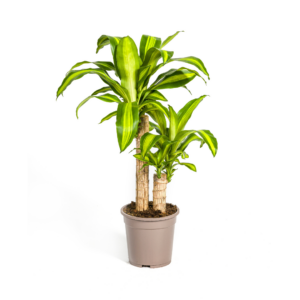 3c6e13f03bf34ccd8d9841256cd3f1f2a75e892786864e558fd25797c0e52f45.png Dracaena Fragrans Massangeana
