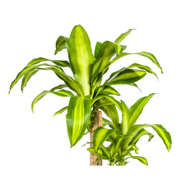 Dracaena Fragrans Massangeana
