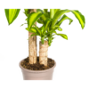 Dracaena Fragrans Massangeana