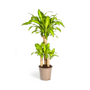 164f6bd9c0724a84aa350a93bf6b4d6e4524ca65da5e4ea9912165afd427d01e.png Dracaena Fragrans Massangeana