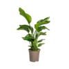 Strelitzia Nicolai