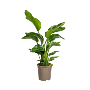 b319b16f1a4b46b18ad991aec947298ea53813be85754521a086fa2edd3c6c1c.png Strelitzia Nicolai