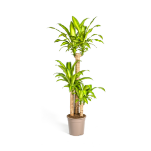 bc8655b7bacc4589b54774a35b4a664b381a6db2100d4e9c8debc39f2126e311.png Dracaena Fragrans Massangeana