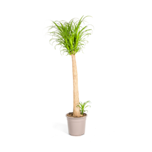 196fe58bd8314da1972d3f582aacd72a2e4c2d5396ba482eb5660449fb96dd29.png Beaucarnea Recurvata Stängel