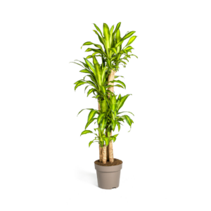 Dracaena Fragrans Massangeana