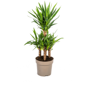 5370aeb234a64942b88fe4ae7cf47002790cc5181fd84f3fb0f73248c799351d.png Yucca Elephantipes
