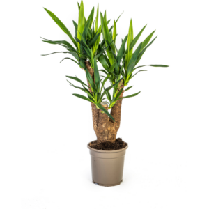 41f7cdb4e0c9492c9b12f0d662005db797acd09286e4496baed406d7f4da7653.png Yucca Elephantipes