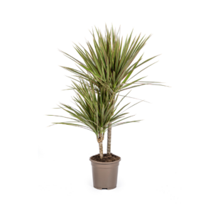 c74c7fcbcaaa4f08a93e780587a3cc346a06f5a5671b4685ae64bfe29df8d46d.png Dracaena Marginata Bicolor