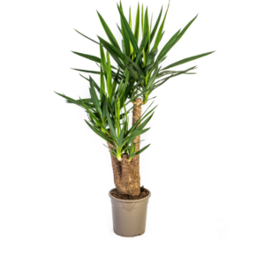 Yucca Elephantipes verzweigt