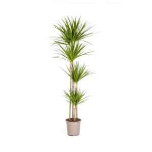 Dracaena Marginata Grün