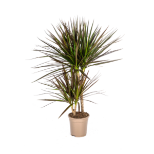 Dracaena Marginata Magenta