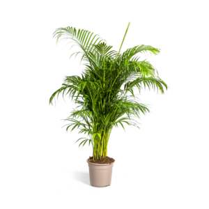 Dypsis lutescens - Arecapalme - Goldpalme