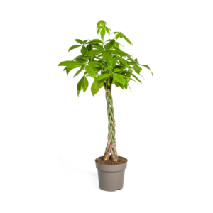 Pachira Aquatica