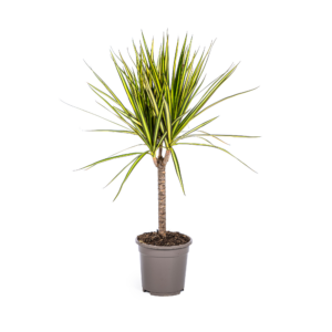 Dracaena Marginata Sonnenröschen