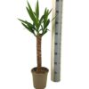 978642fd17a44ac3b990809572f013b53db3e35c1bfa460187acd3ace46761b9.jpg Yucca Elephantipes