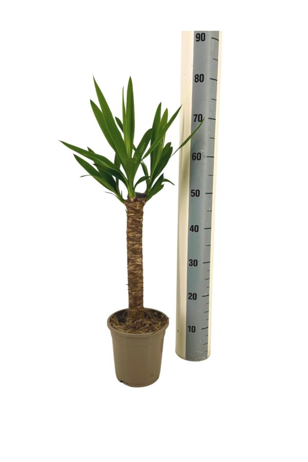 978642fd17a44ac3b990809572f013b53db3e35c1bfa460187acd3ace46761b9.jpg Yucca Elephantipes