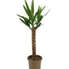 ac8654ca05744de1948d9d6ac3869365af19abd2c14f420c903c96223287c5bf.jpg Yucca Elephantipes
