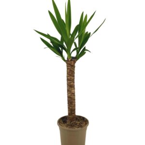 Yucca Elephantipes