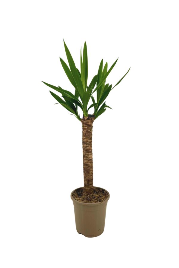 ac8654ca05744de1948d9d6ac3869365af19abd2c14f420c903c96223287c5bf.jpg Yucca Elephantipes