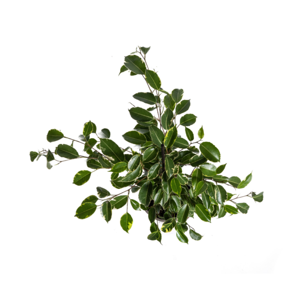 Ficus Benjamina Goldener König