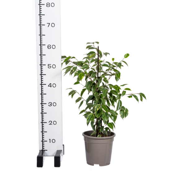 Ficus Benjamina Goldener König