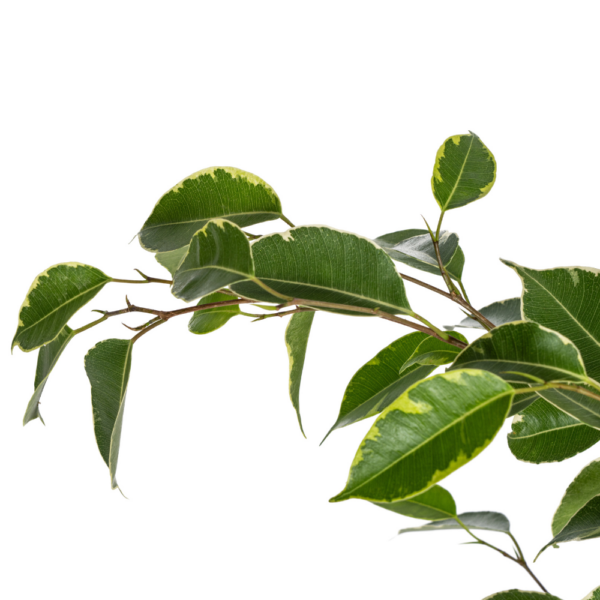 Ficus Benjamina Goldener König
