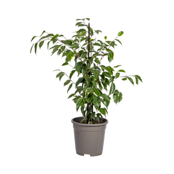 Ficus Benjamina Goldener König